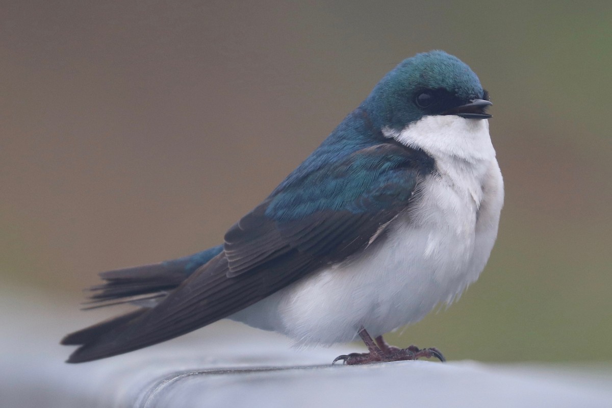 Tree Swallow - ML441517551