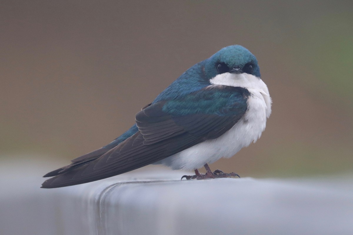 Tree Swallow - ML441517621