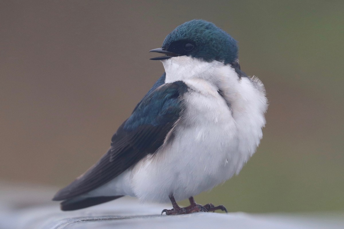 Tree Swallow - ML441517651