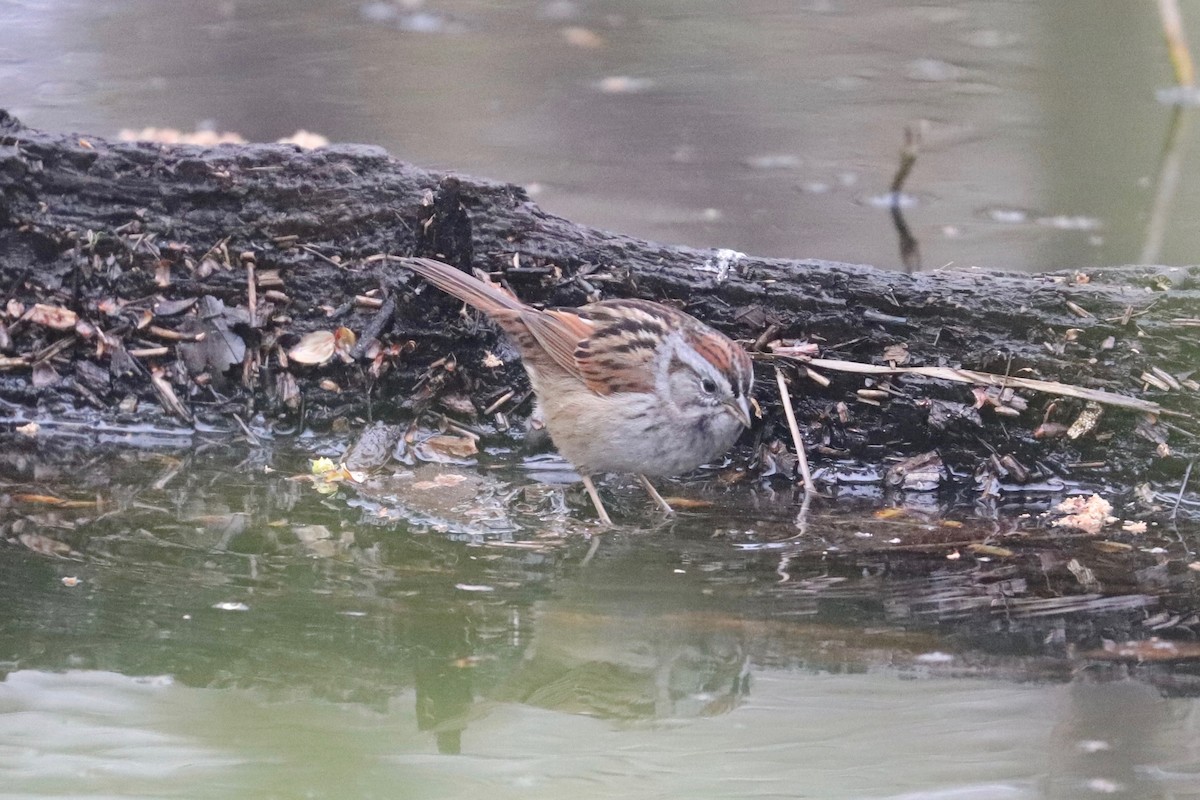 Swamp Sparrow - Hailey Clancy