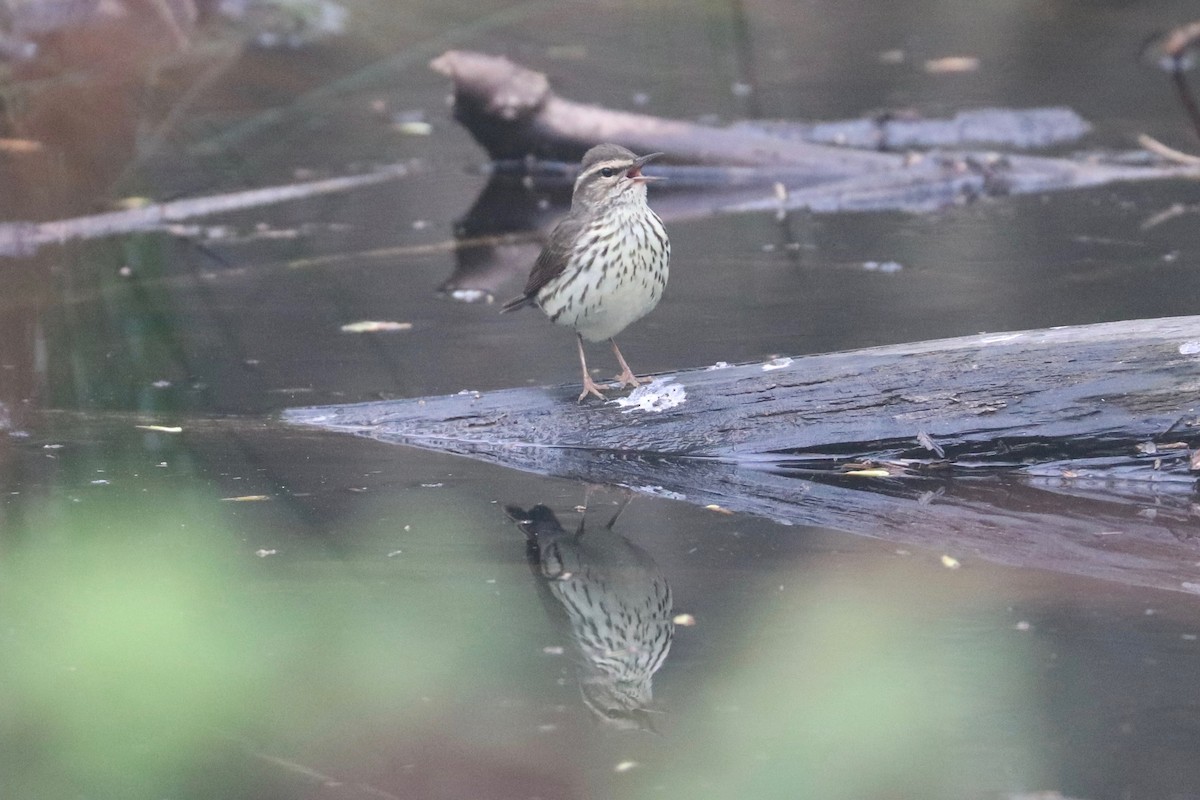 Northern Waterthrush - ML441517831