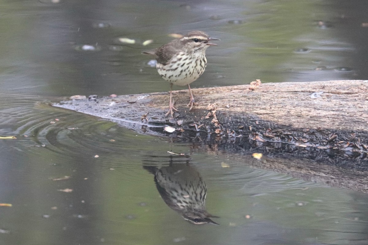 Northern Waterthrush - ML441517841