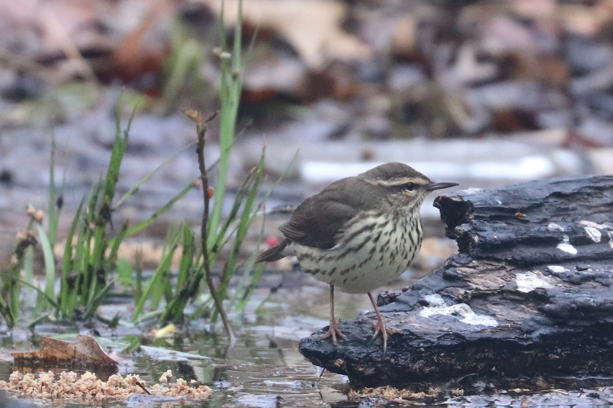 Northern Waterthrush - ML441517861