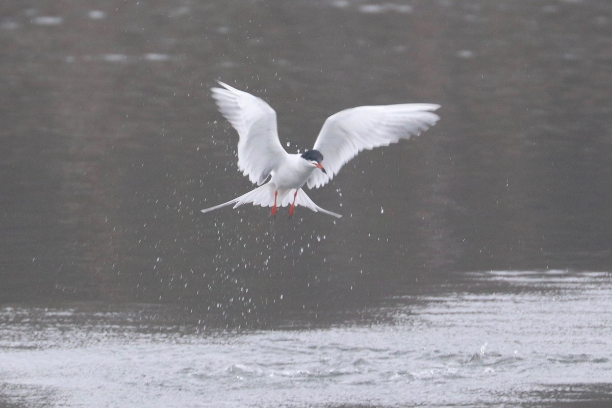 Forster's Tern - ML441517911