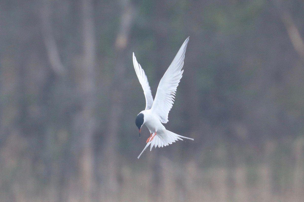 Forster's Tern - ML441517931