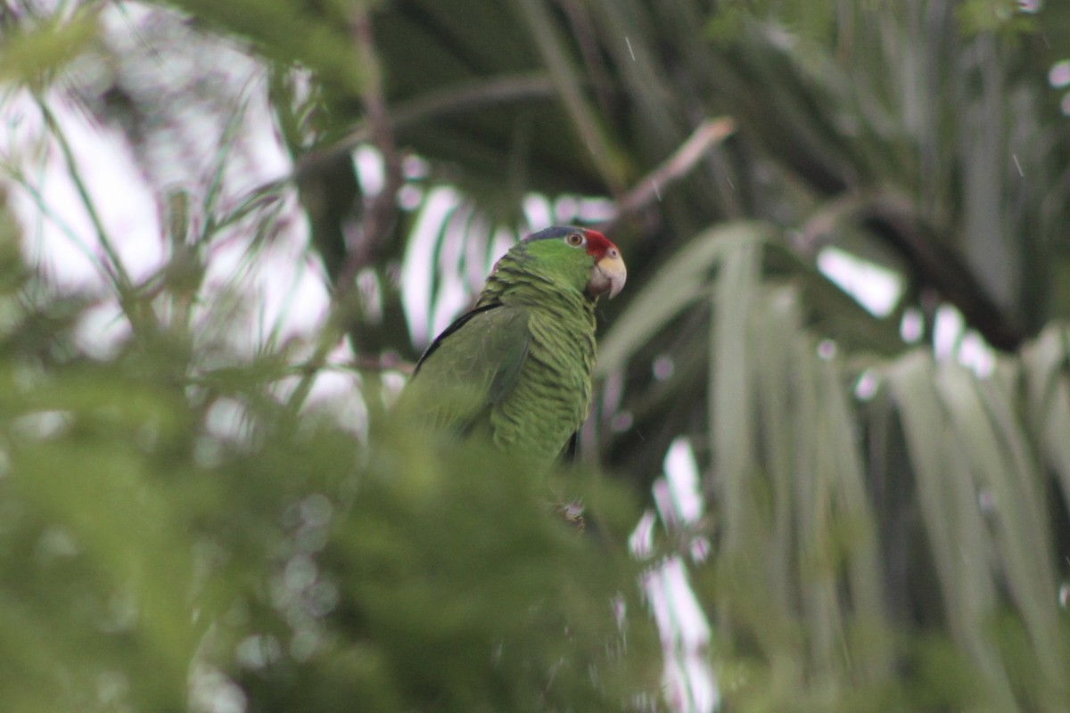 Red-crowned Parrot - ML441518741