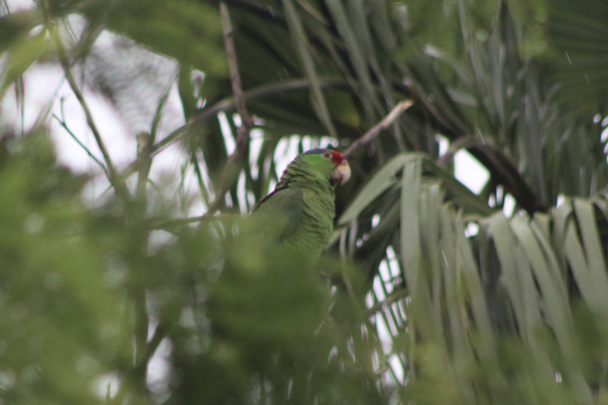 Red-crowned Parrot - ML441518761