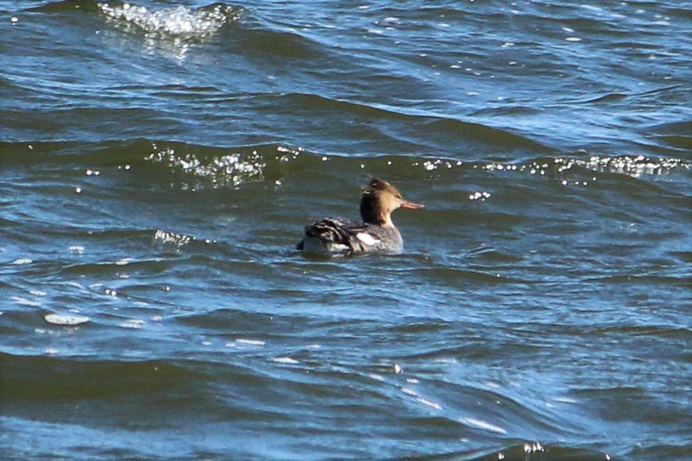 Red-breasted Merganser - ML441519301