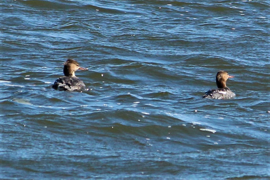 Red-breasted Merganser - ML441519331