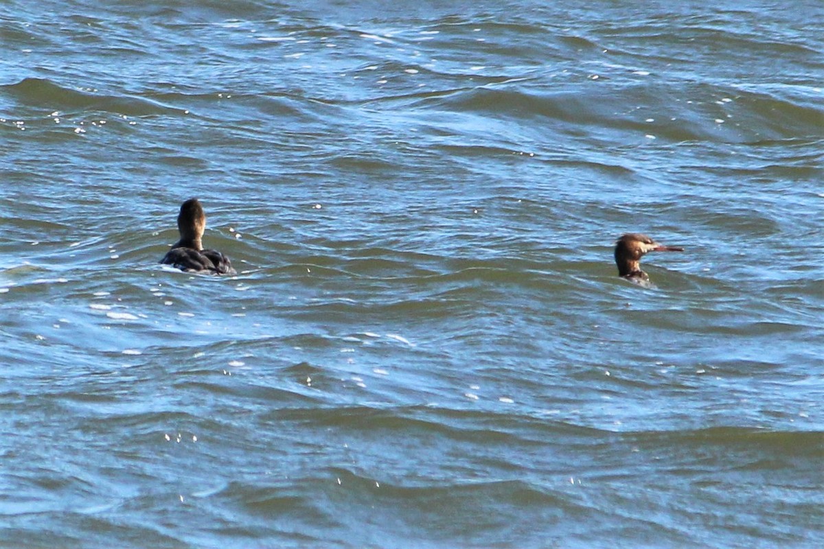 Red-breasted Merganser - ML441519341