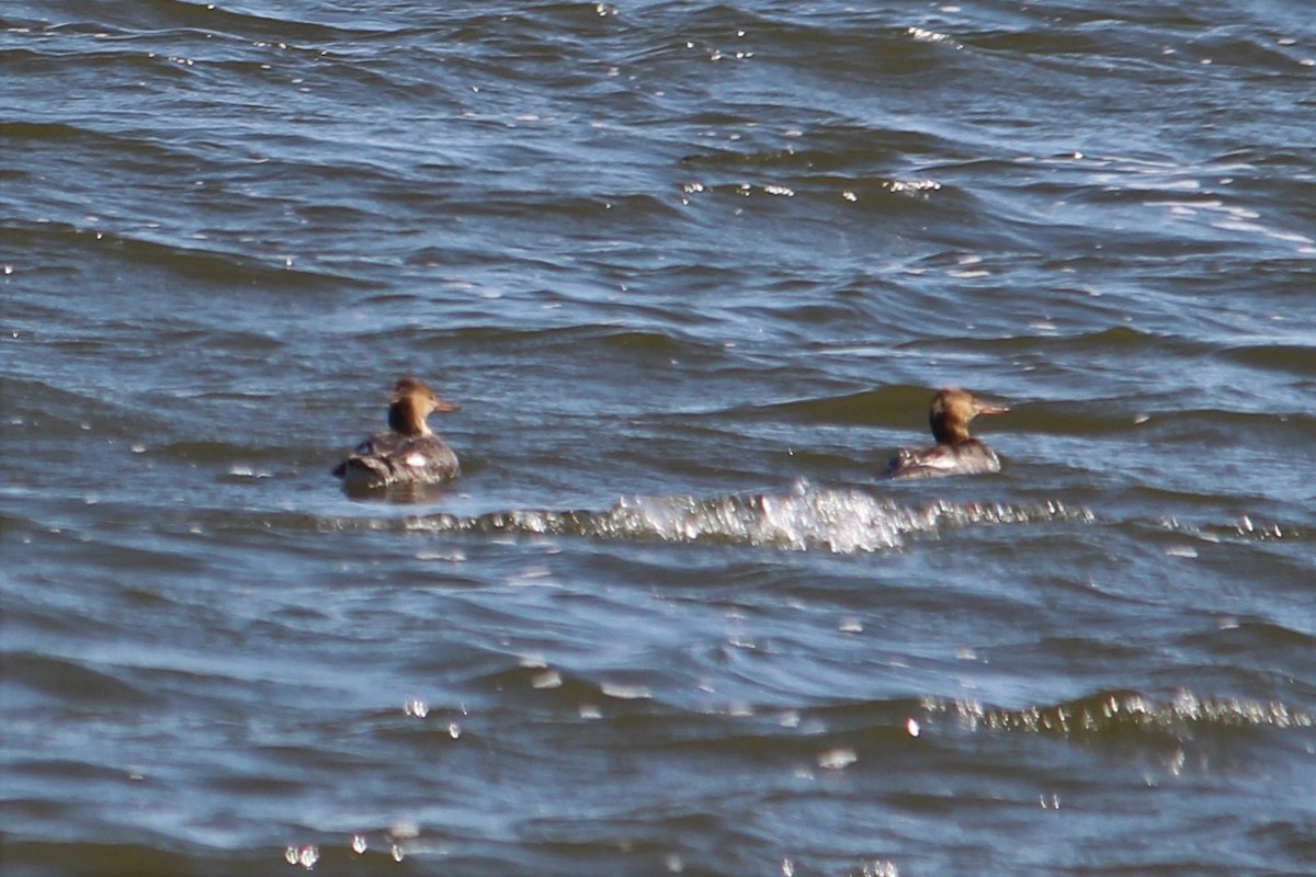 Red-breasted Merganser - ML441519351