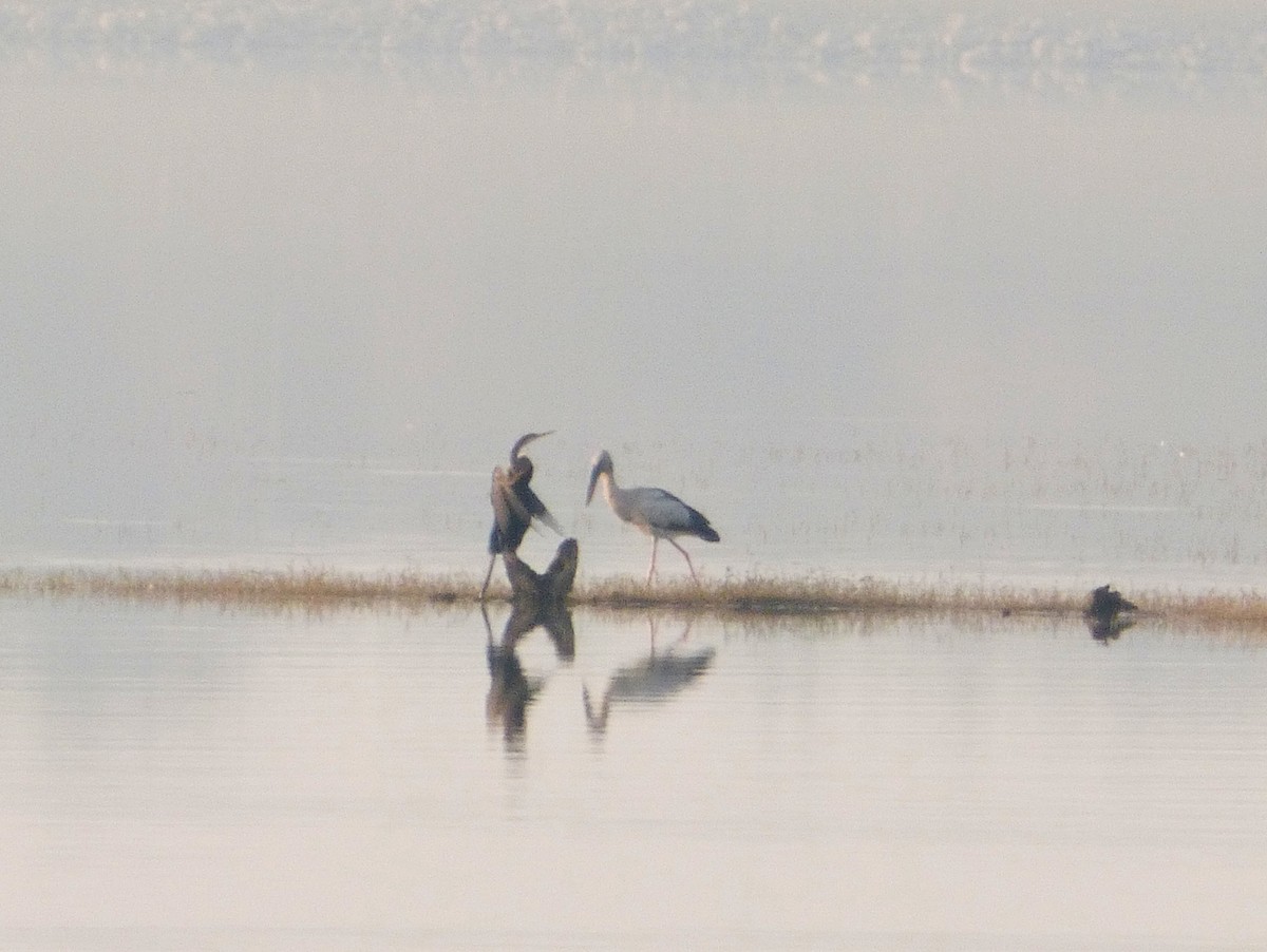 Oriental Darter - ML44151941