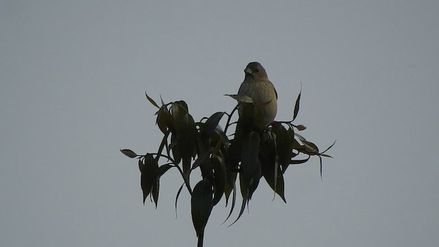 Common Rosefinch - ML441519451