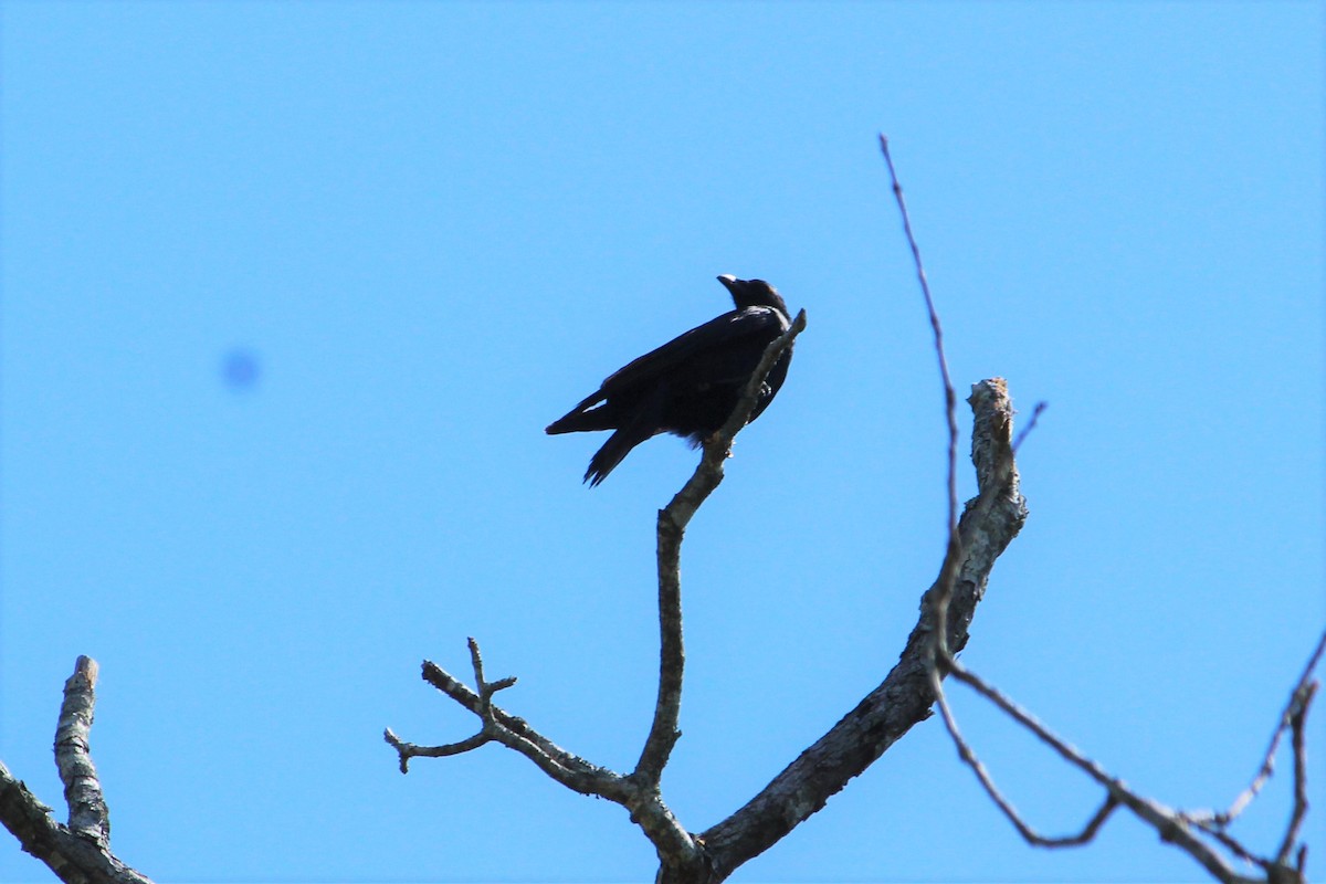 Fish Crow - ML441520391