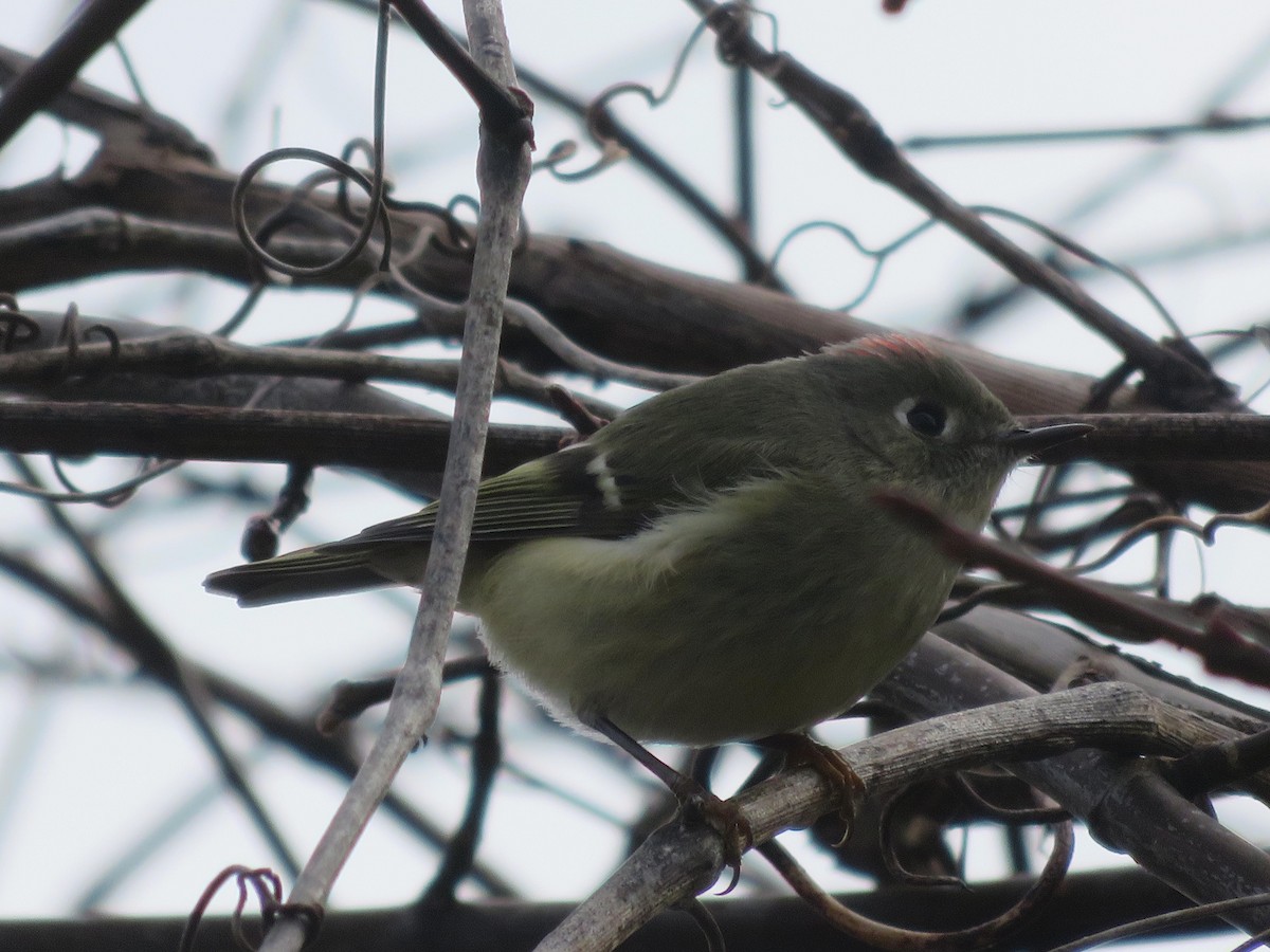 Ruby-crowned Kinglet - ML44152081