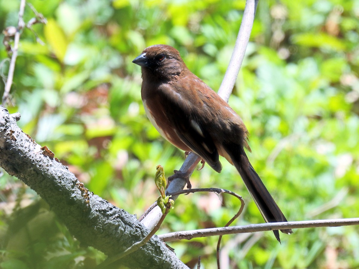 Eastern Towhee - ML441521351