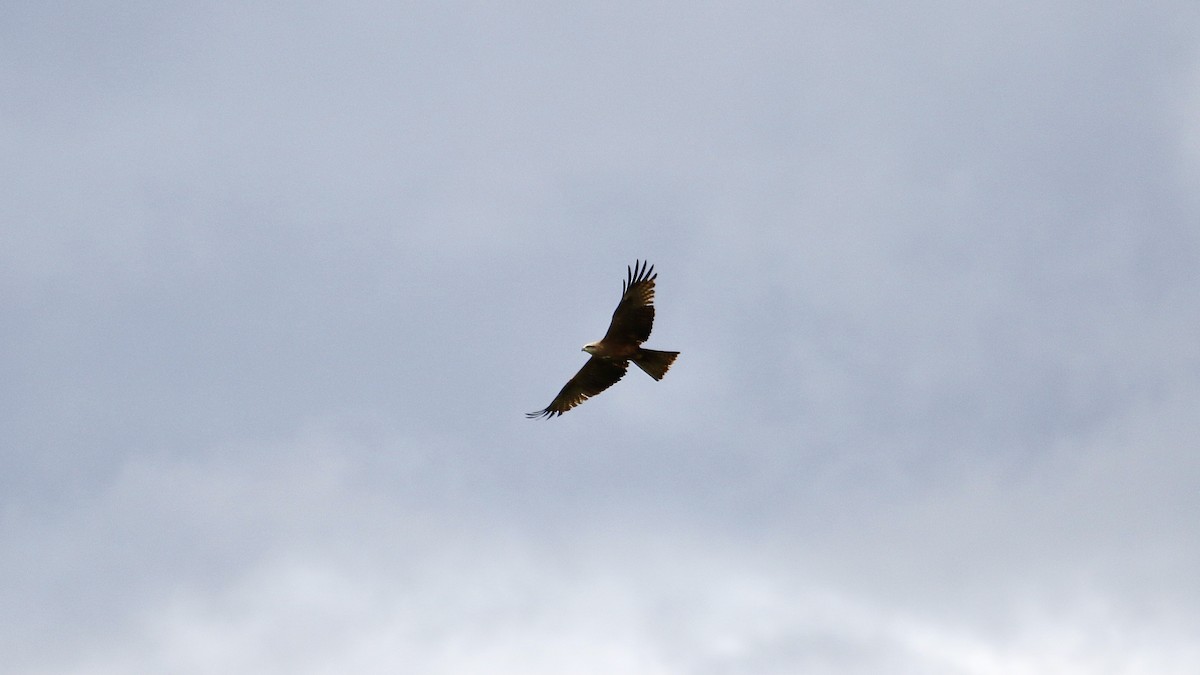 Black Kite - ML441521521