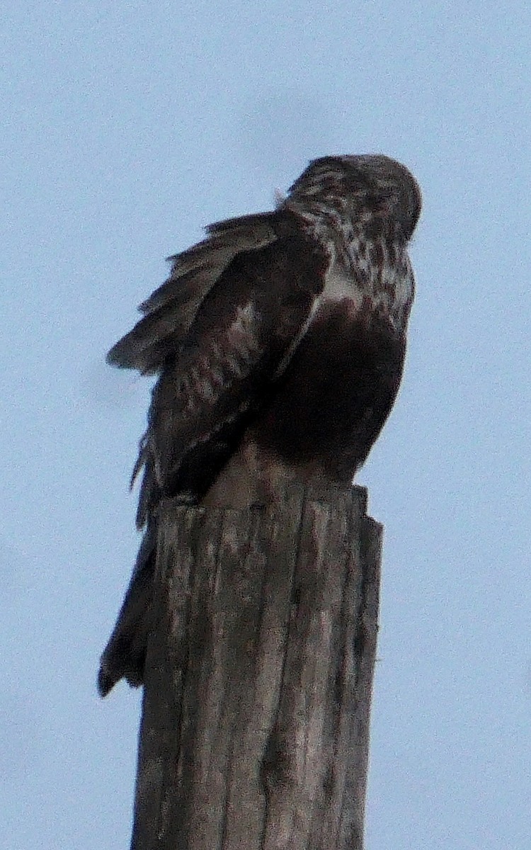 Rough-legged Hawk - ML441521831