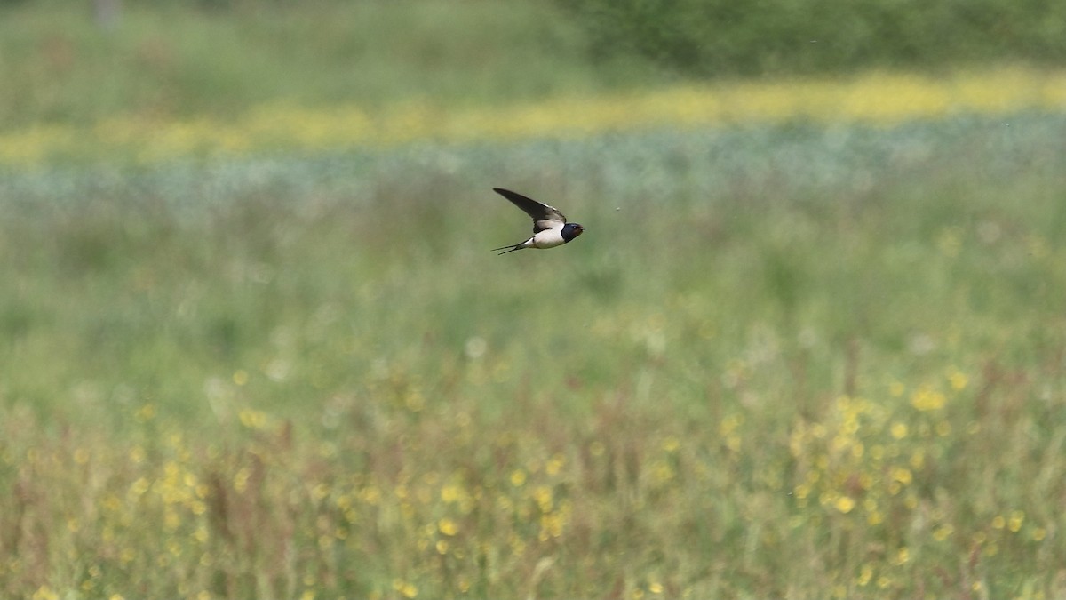 Barn Swallow - Markus Leiser