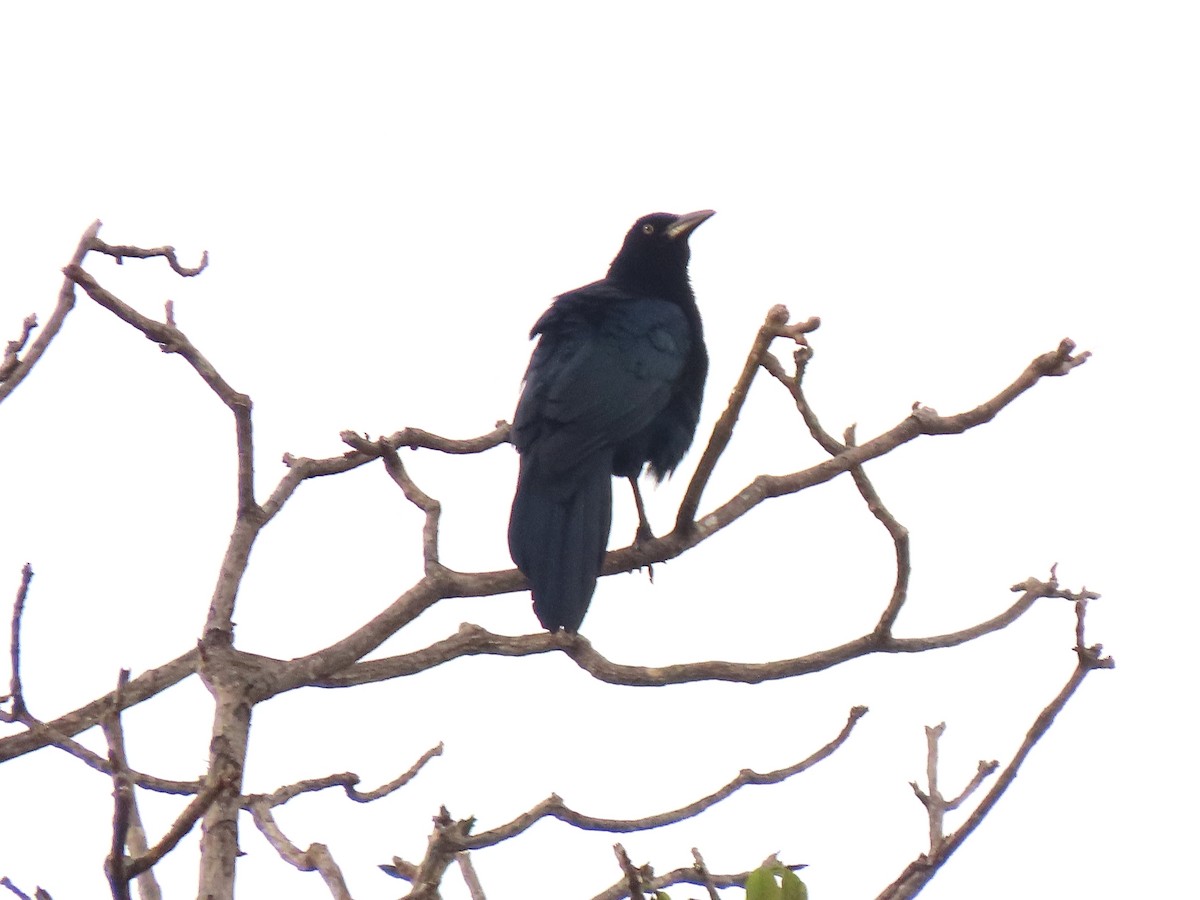 Great-tailed Grackle - ML441522721