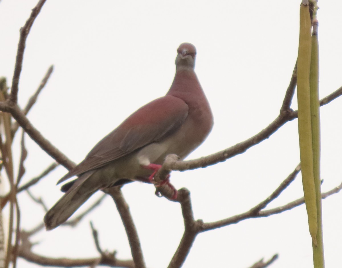 Pale-vented Pigeon - ML441522751