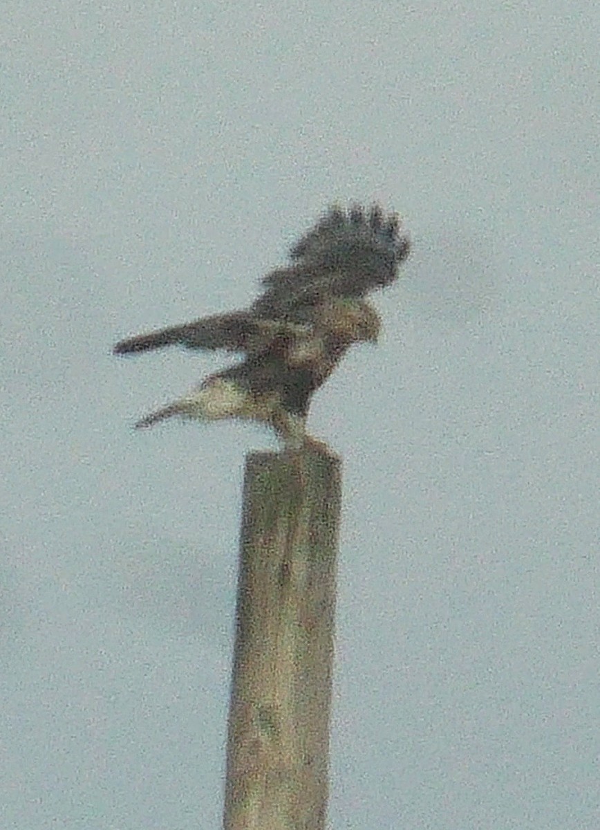 Rough-legged Hawk - ML441522761