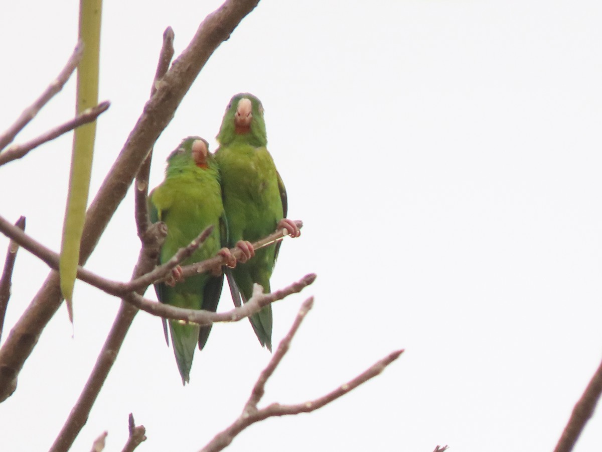 Orange-chinned Parakeet - ML441522811