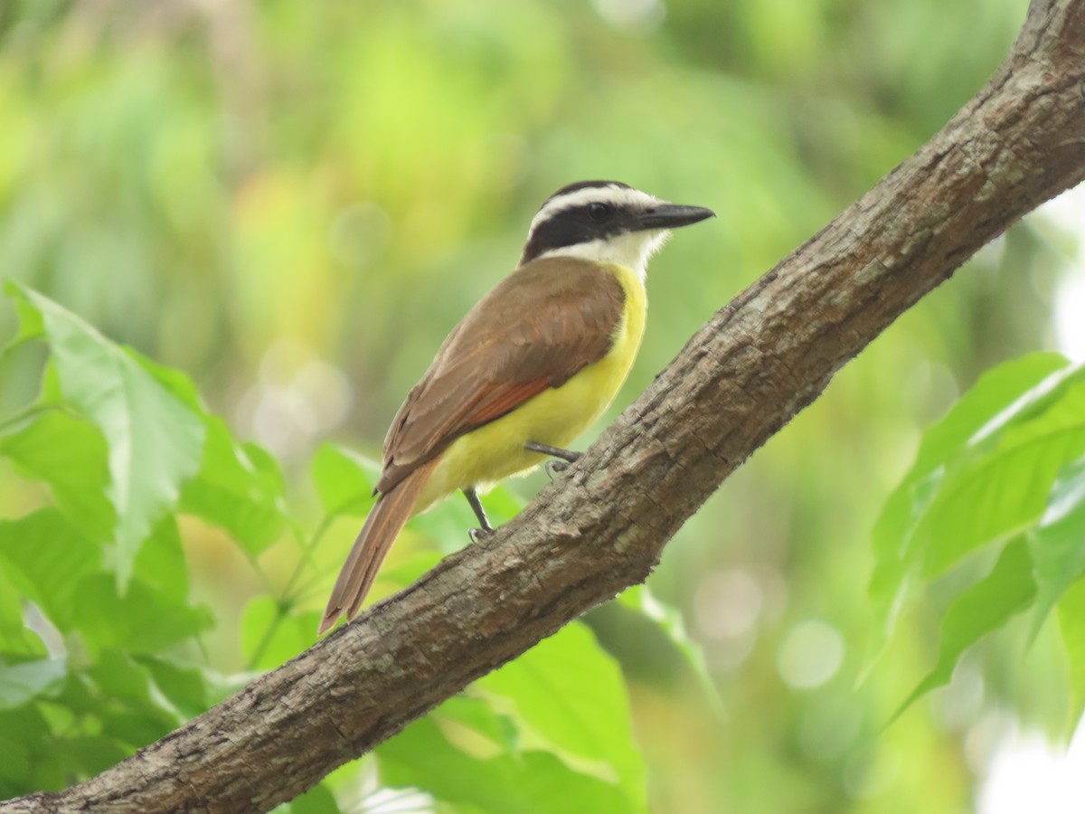 Great Kiskadee - ML441523041