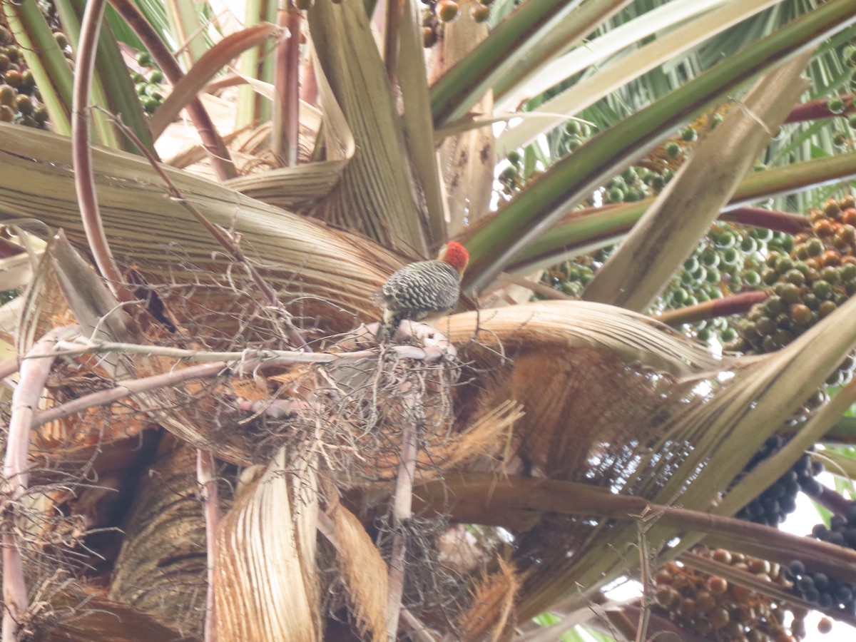 Red-crowned Woodpecker - ML441523081
