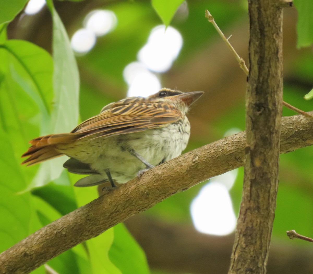 Streaked Flycatcher - ML441523121