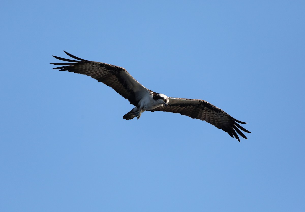 Balbuzard pêcheur - ML441523131