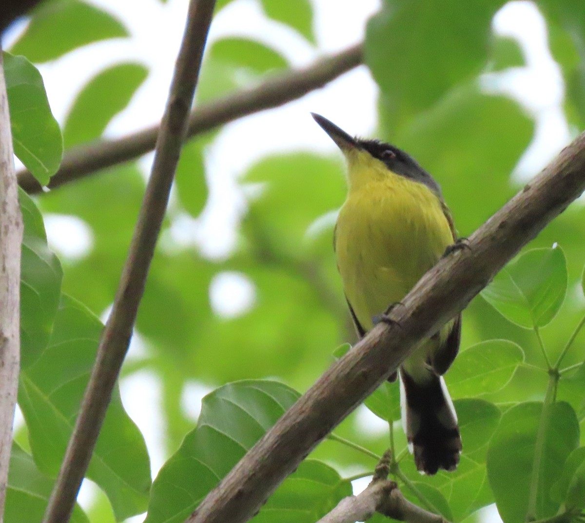 Common Tody-Flycatcher - ML441523141