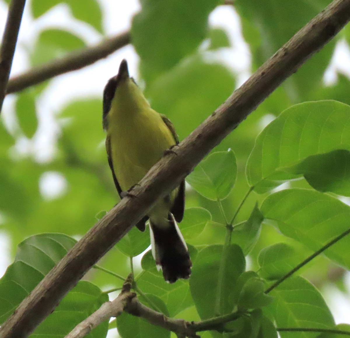 Common Tody-Flycatcher - ML441523171
