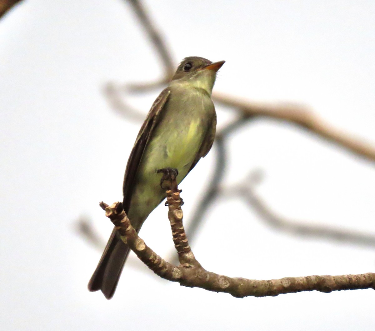 Northern Tropical Pewee - ML441524171