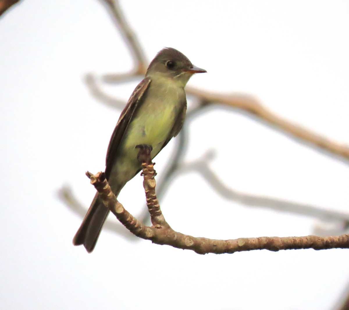 Northern Tropical Pewee - ML441524181
