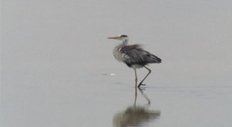 Gray Heron - Vidhya Swaminathan