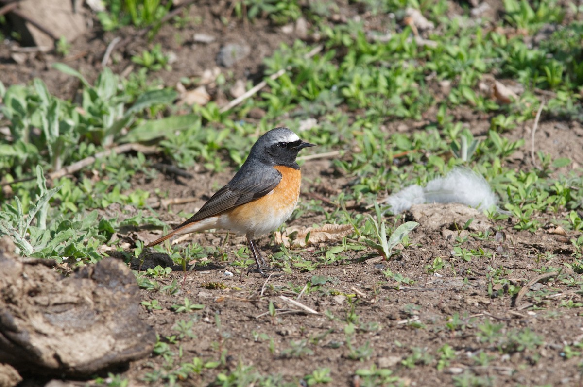 Common Redstart (Common) - ML441526601