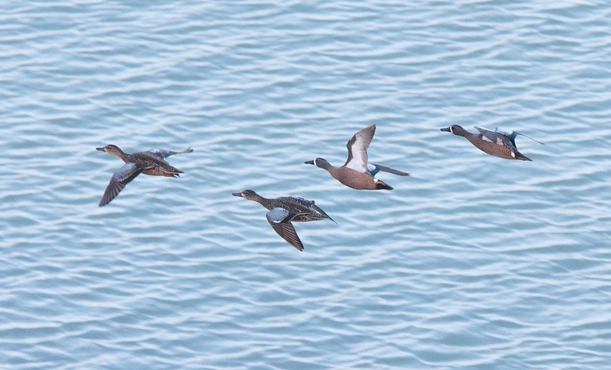 Blue-winged Teal - Brandon Holden
