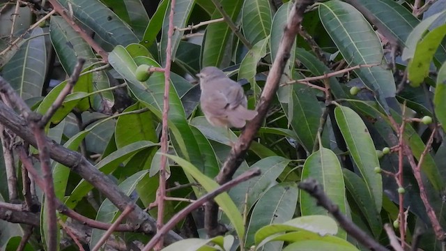 Dusky Warbler - ML441527961