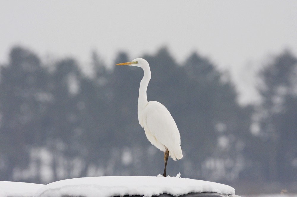 Great Egret - ML44153101