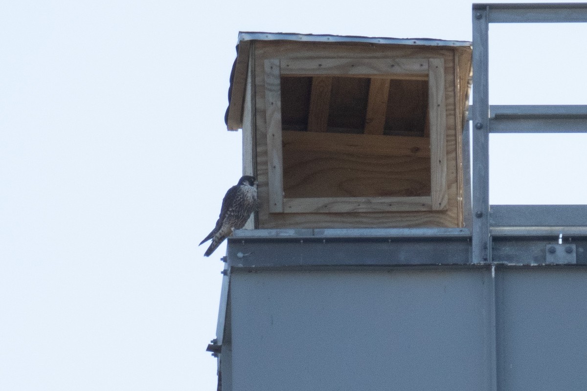 Halcón Peregrino - ML441531091