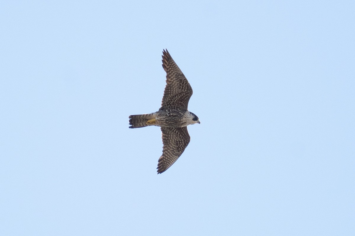 Halcón Peregrino - ML441531101