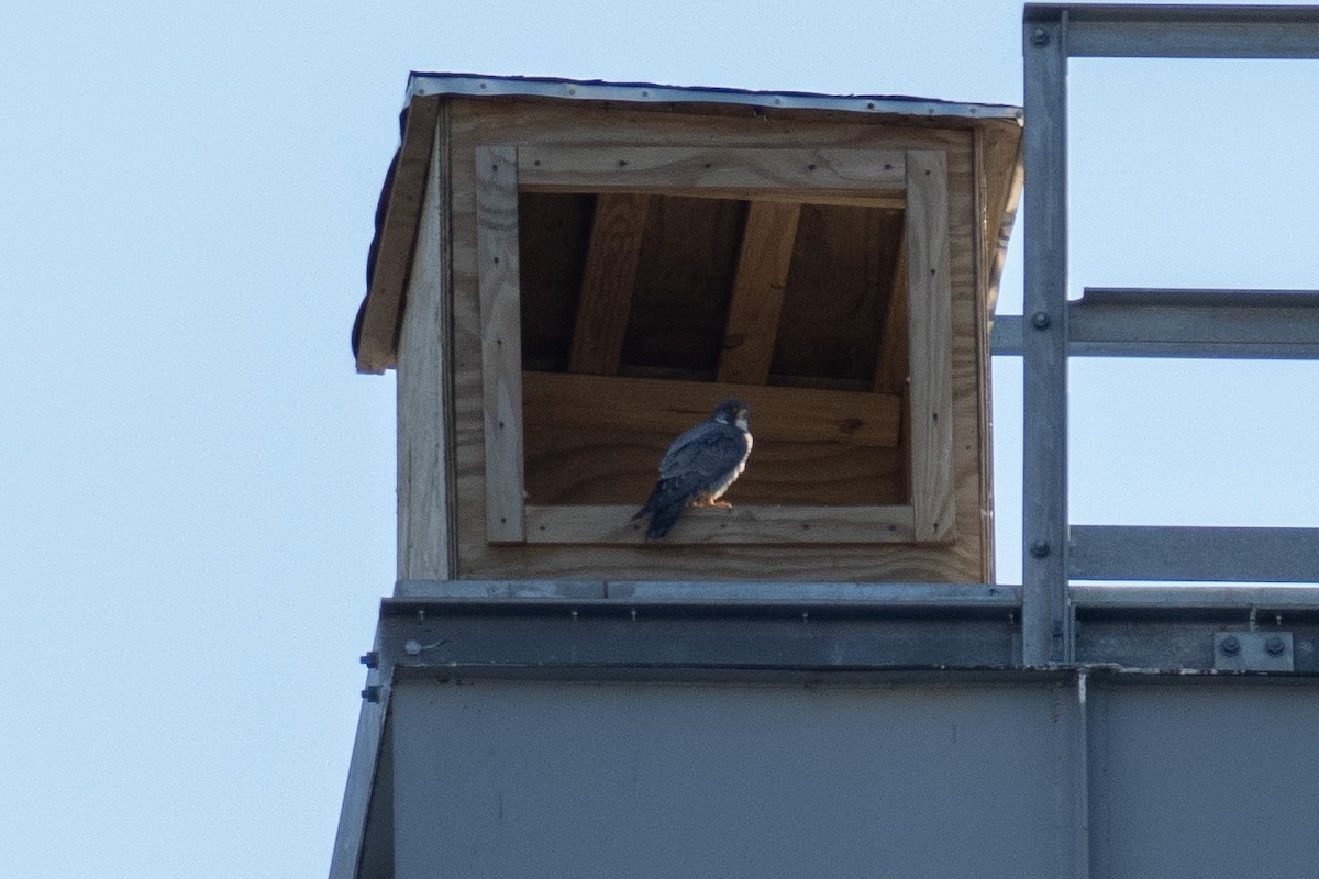 Halcón Peregrino - ML441532171