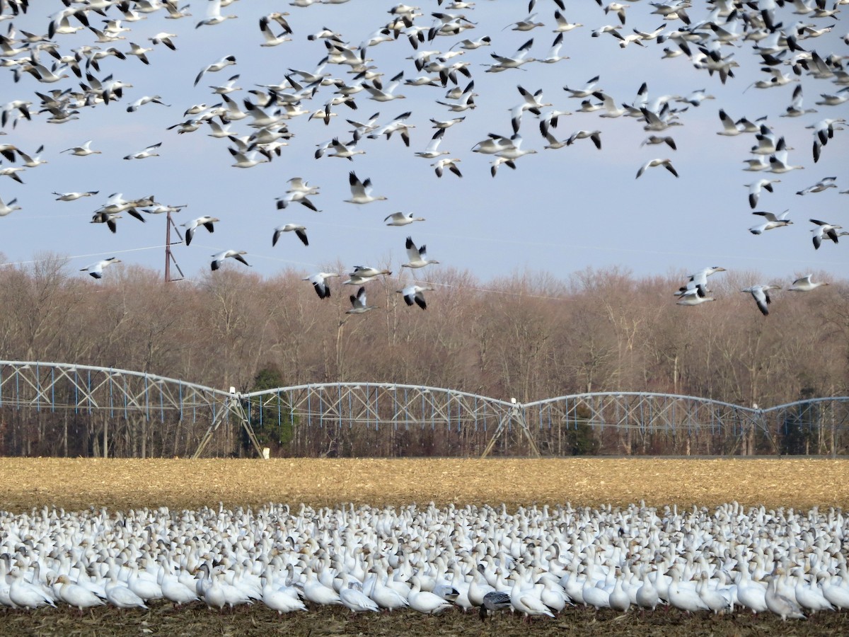 Snow Goose - Joe Sebastiani