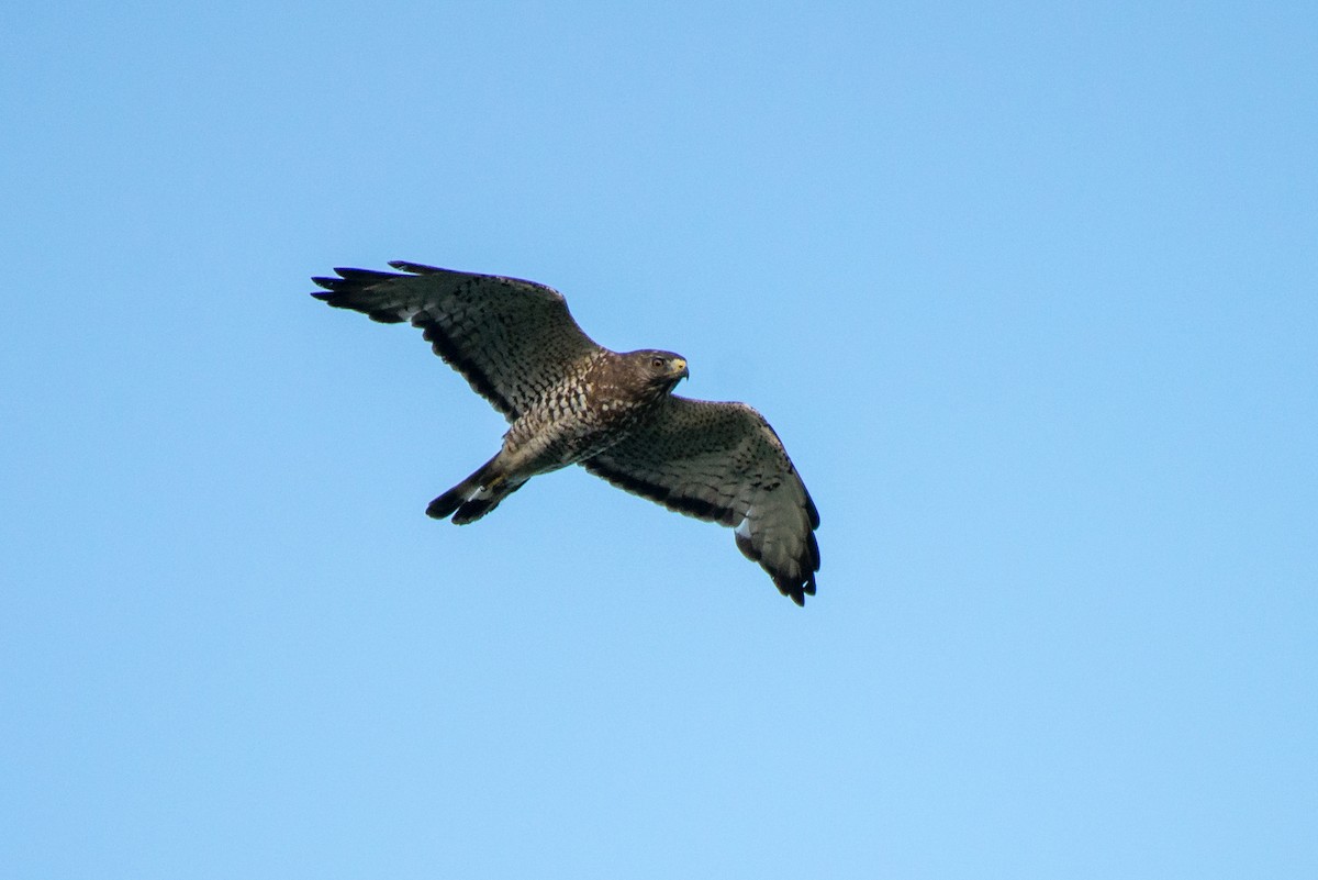 Broad-winged Hawk - Stephen Ramirez