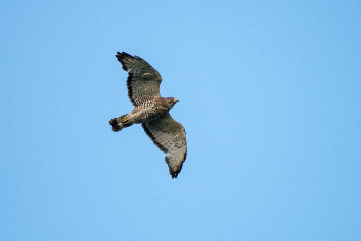 Broad-winged Hawk - ML441532561