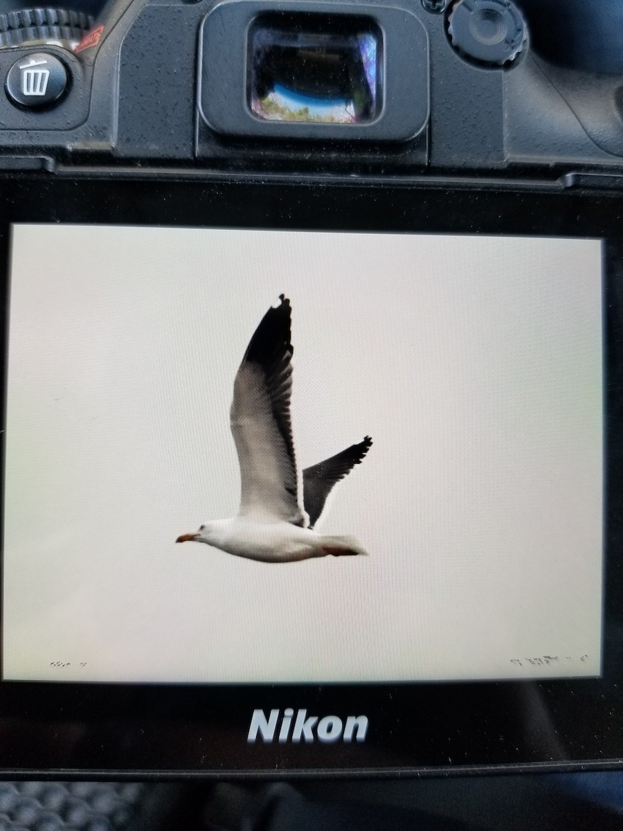 Lesser Black-backed Gull - ML441533021