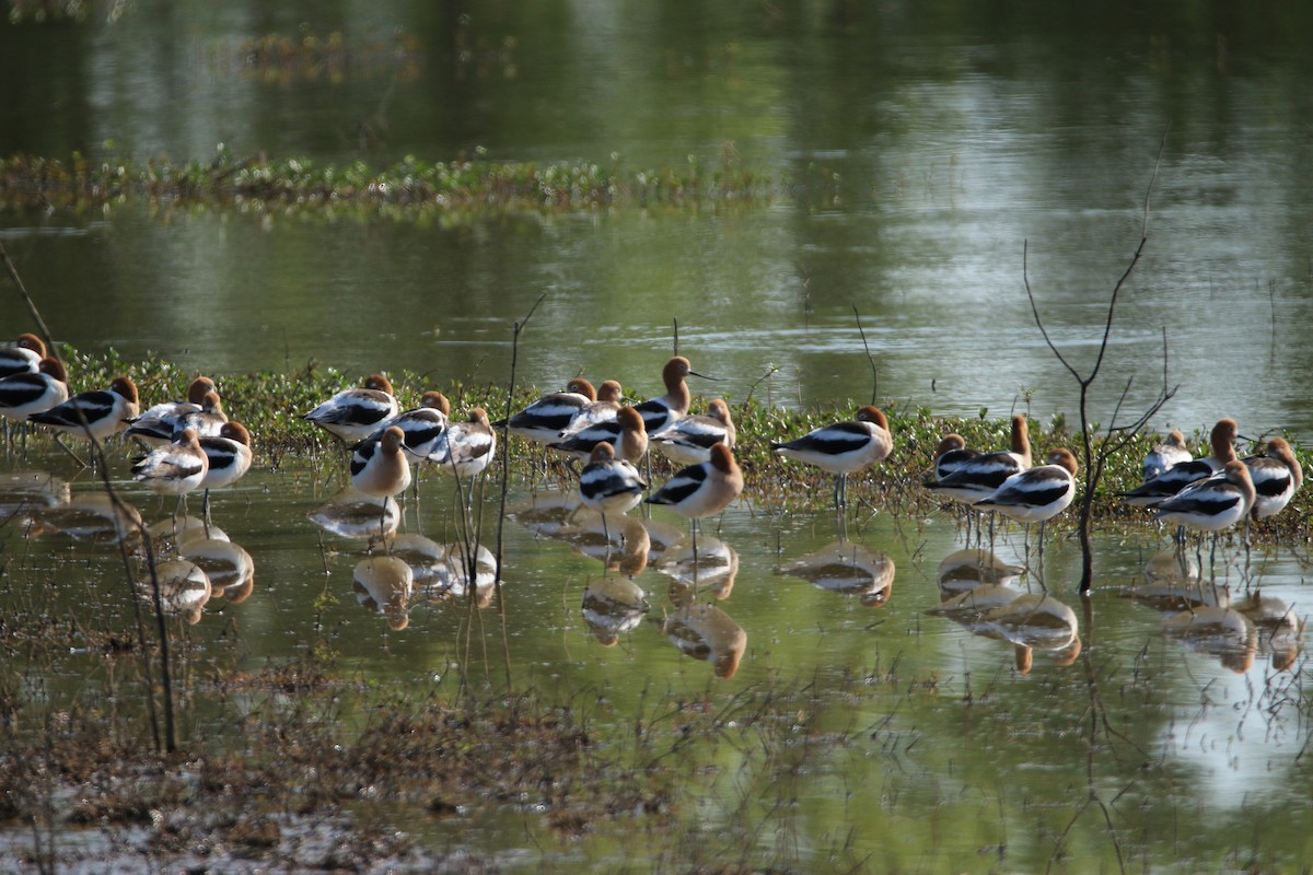 American Avocet - ML441533111