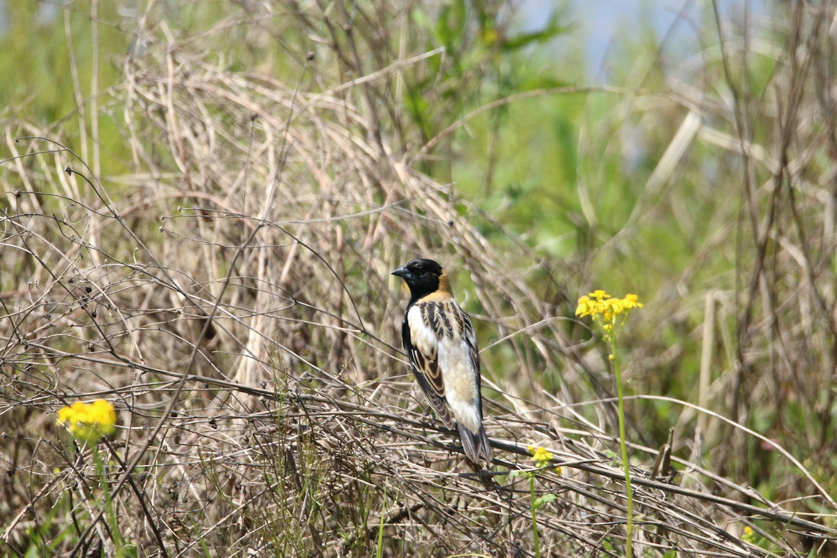 Bobolink - ML441533151