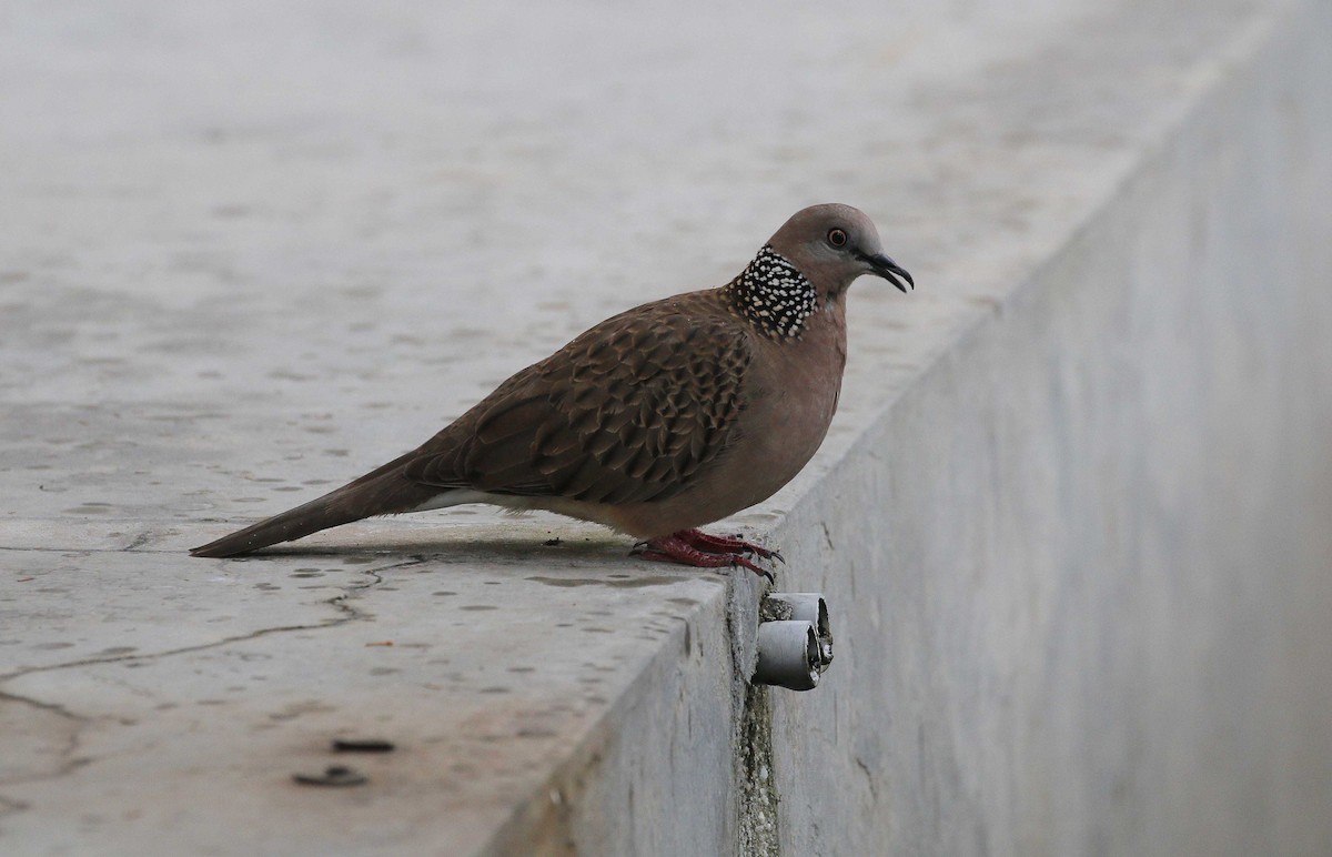 Spotted Dove - Neoh Hor Kee